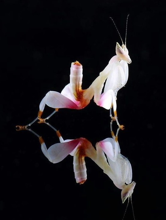 Богомол - чертов цветок