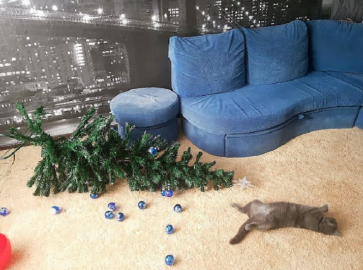 Миссия выполнена! Коты против новогодних ёлок