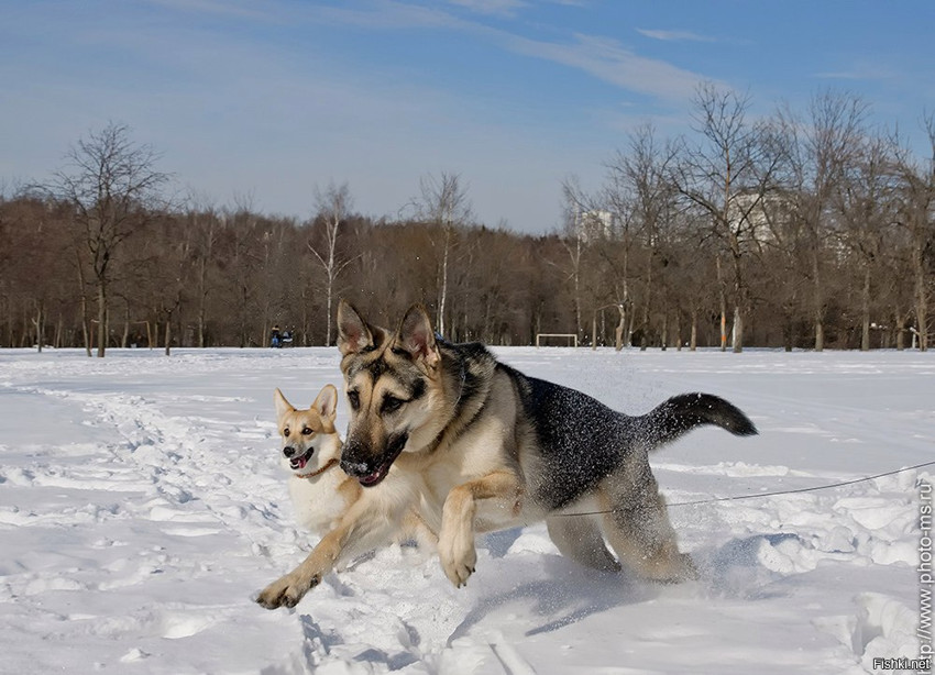 Зима, собаки торжествуют