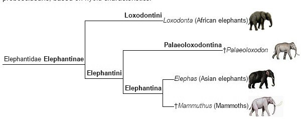 3. Эволюционные ветви индийского слона и мамонтов разошлись 4 млн лет назад, а с африканским слоном — 6 млн., таким образом индийский слон генетически ближе к мамонту