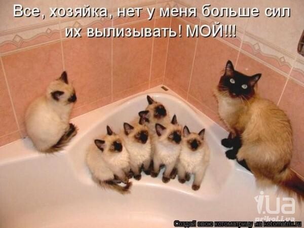 Просто котики