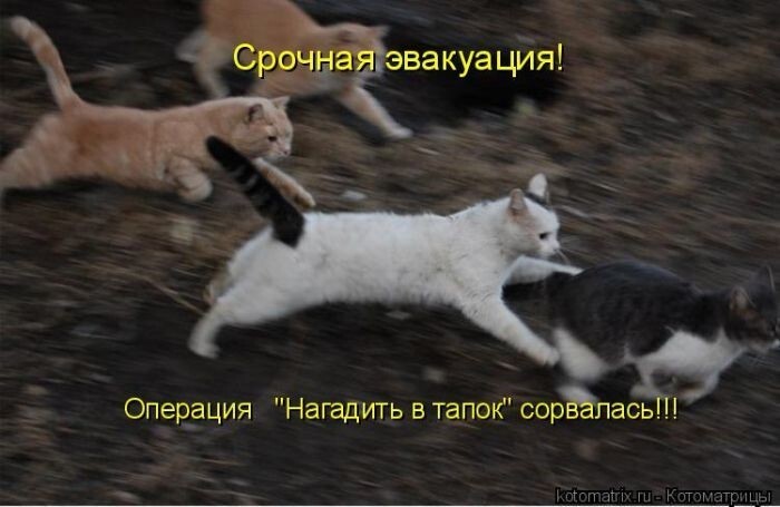 Просто котики