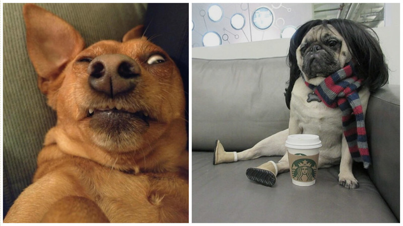 25 смешных собак в фотоподборке "Я и похмелье"