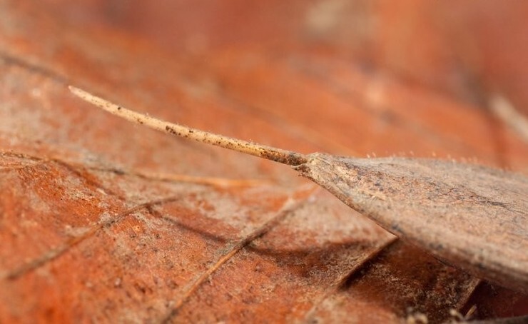 Водяной скорпион (Nepa cinerea)