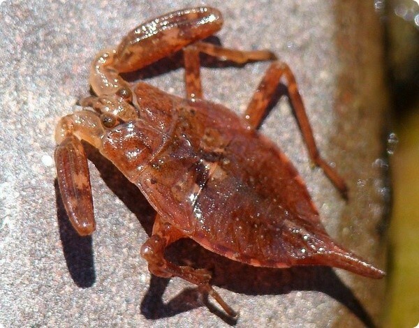 Водяной скорпион (Nepa cinerea)