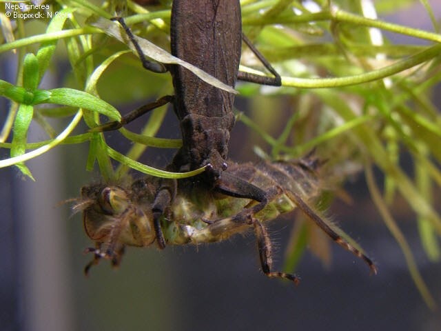 Водяной скорпион (Nepa cinerea)