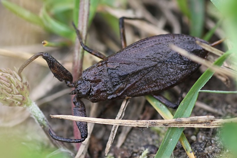 Водяной скорпион (Nepa cinerea)