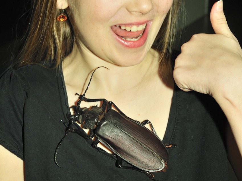У насекомых все как у людей - они тоже делятся на букашек и жуков