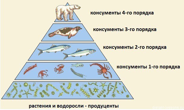 Пищевая пирамида, изображенная в учебнике 5-го класса по Биологии
