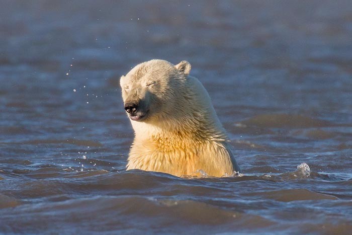 Девушка оправилась на Аляску, чтобы сфотографировать белых медведей, но там нет снега