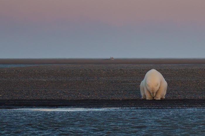 Девушка оправилась на Аляску, чтобы сфотографировать белых медведей, но там нет снега