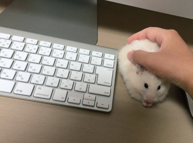 "Алло, это техподдержка? У меня мышь не работает!"