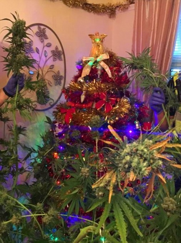 Семья, выращивавшая дома марихуану, нарядила очень веселую елку