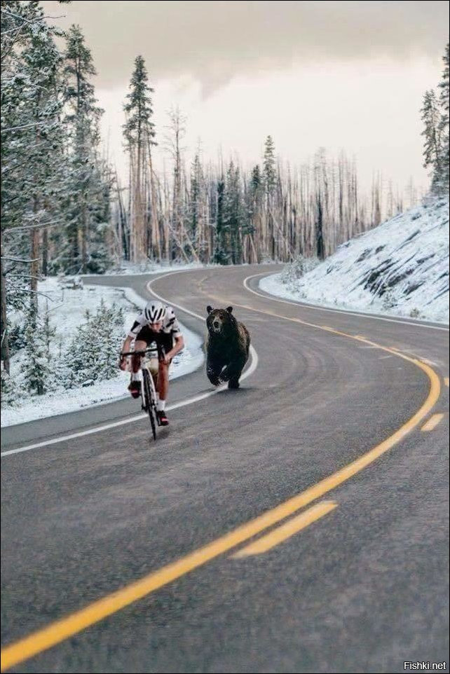 Медведь попался особо настырный