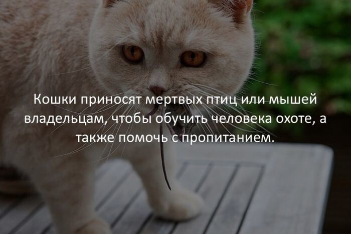 Любопытные факты обо всем