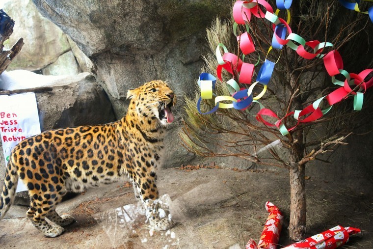 Merry Christmas, мистер Тигр! Как жители зоопарков открывали подарки