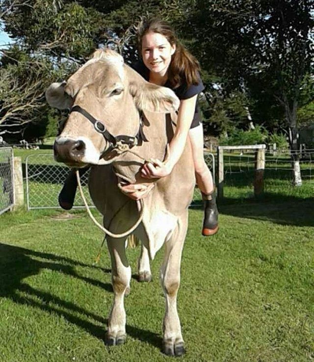 Эта корова из Новой Зеландии думает, что она — лошадь. А почему бы и нет!