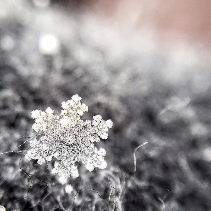Снежное волшебство: потрясающие фотографии снежинок, сделанные на телефон