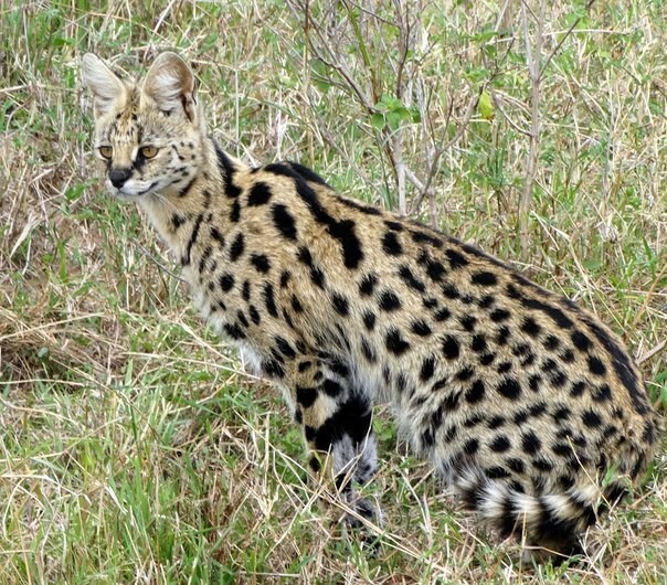 Серва́л, или кустарниковая кошка (Leptailurus serval)