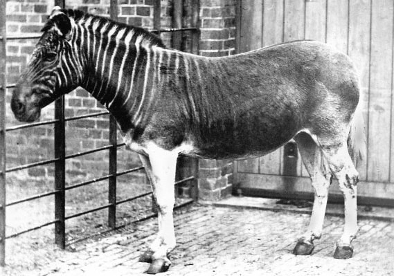 Ква́гга (лат. Equus quagga quagga)