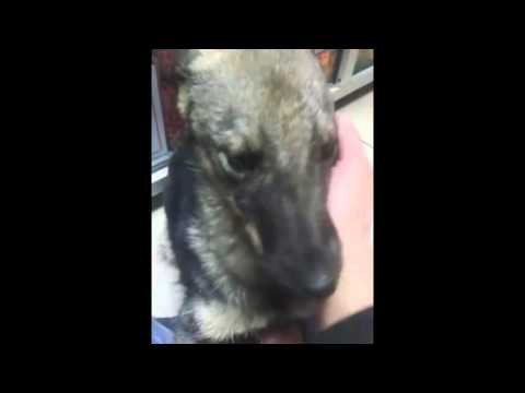 Собака впервые в жизни получает порцию ласки 