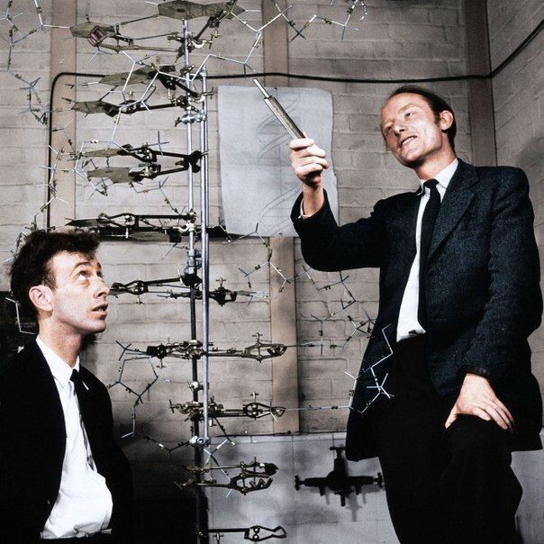Первооткрыватели структуры ДНК Джеймс Уотсон и Гарри Комптон Крик, 1953 г.
