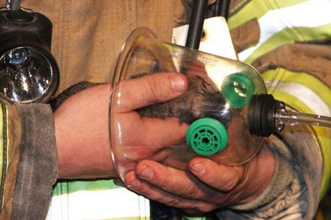 Пожарные привели в сознание кота с помощью особой кислородной маски