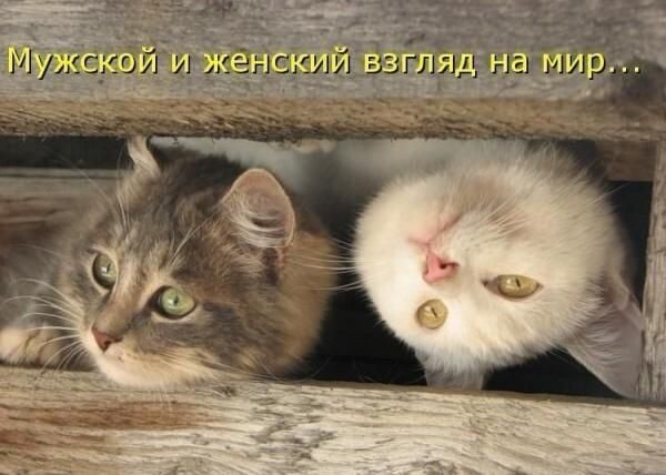 Прикольные коты