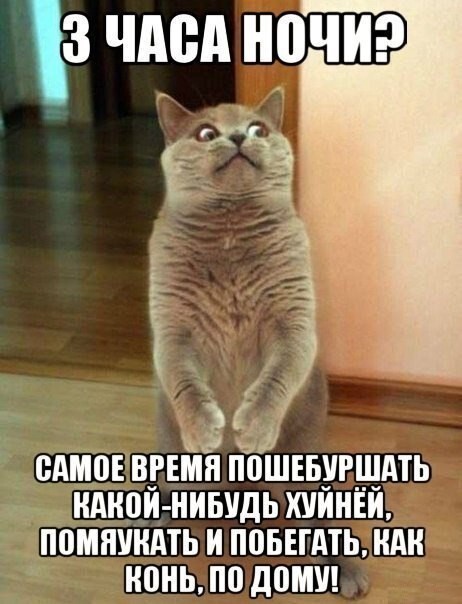 Прикольные коты