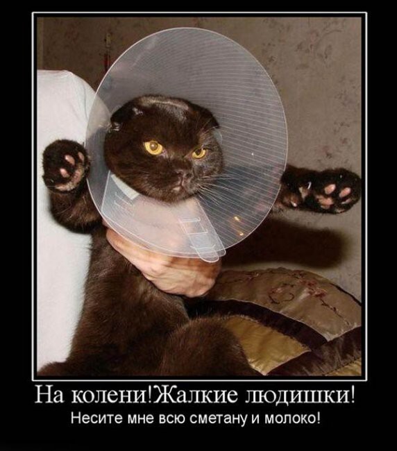 Прикольные коты