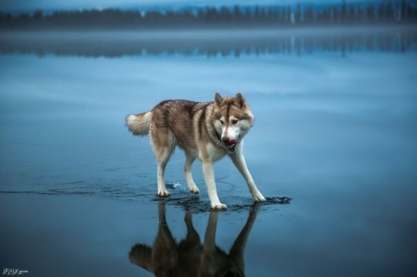 Хаски