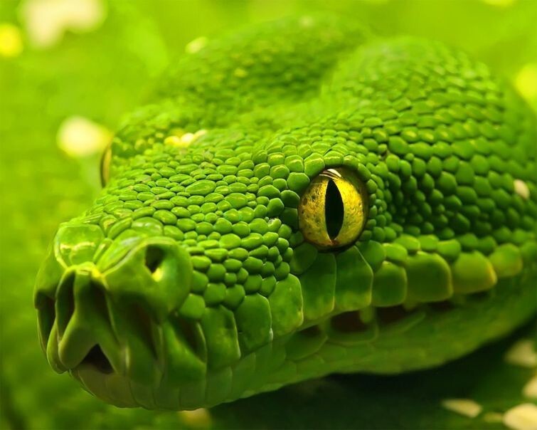 Герпетофобия — боязнь рептилий, пресмыкающихся, змей