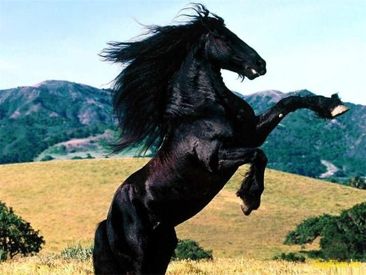 Mustang - лошадь