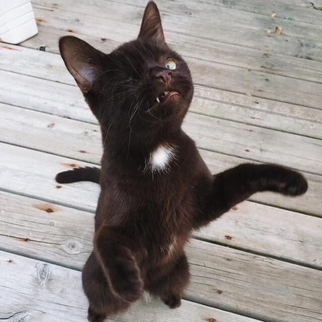 Уэсли — одноглазый котёнок-пират, ставший новой звездой Instagram*