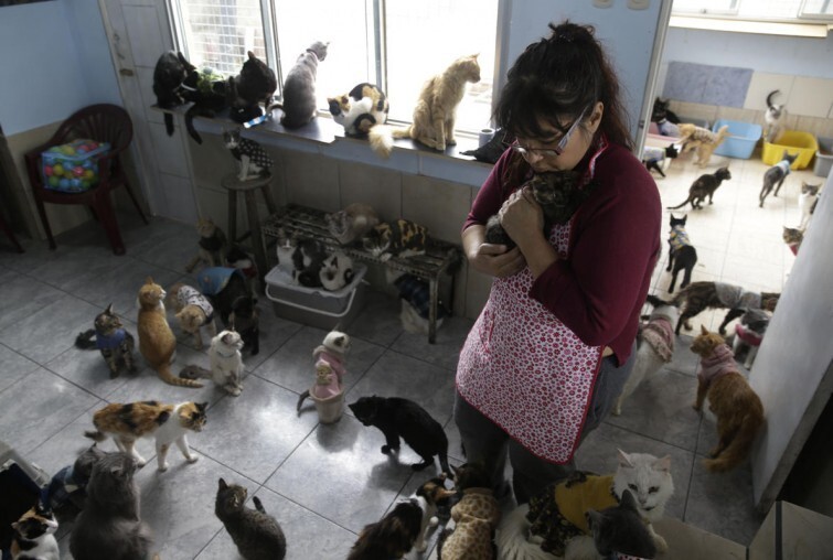 Женщина превратила свой дом в приют для 175 тяжелобольных кошек