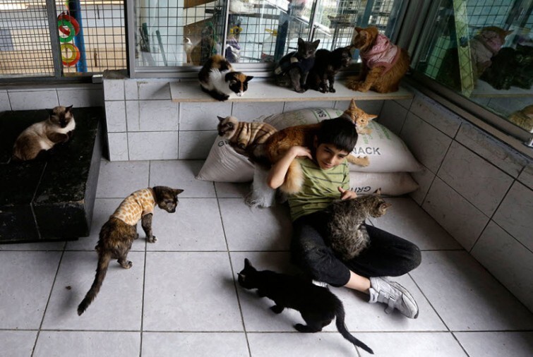 Женщина превратила свой дом в приют для 175 тяжелобольных кошек