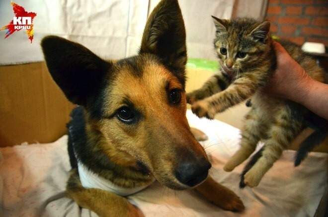 Невероятная история спасения брошенных котят бродячей собакой