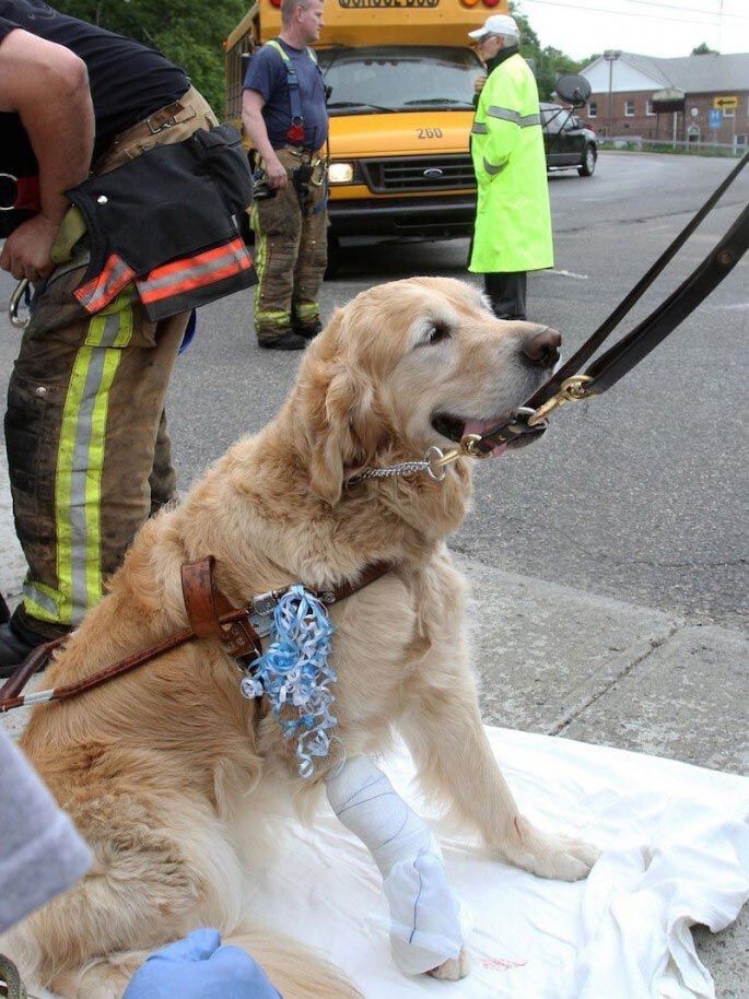 Лучший друг: собака бросилась под автобус, чтобы спасти свою слепую хозяйку