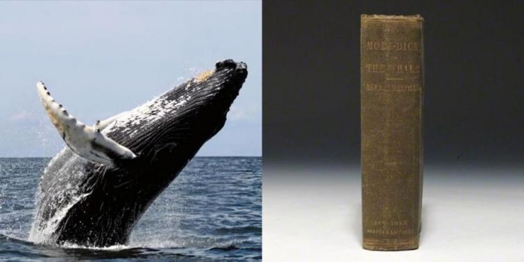  До сих пор существуют киты, которые были живы в момент написания книги о Моби Дике  факты о времени, факты ваше восприятие истории, факты взглянуть на историю по новому