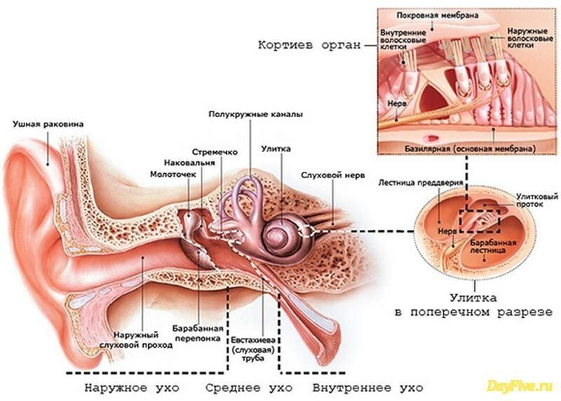 Как мы слышим?