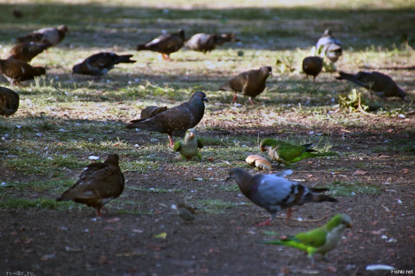 Попугайчики, как и голуби, клянчат еду Фотки из Буйнос-Айраса