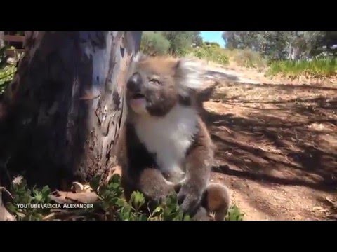 Маленькая коала расплакалась после того, как самец сбросил её с дерева 