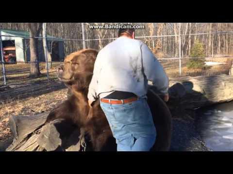 Медведь играет с человеком 