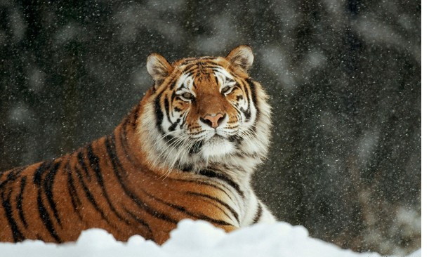 В Приморье тигр отомстил охотнику, который в него выстрелил