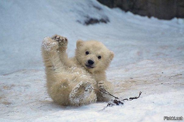 Из солянки от 08.01.2016