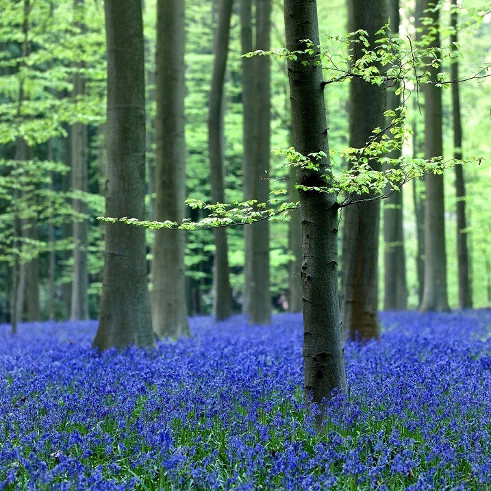 Халлербос – синий лес в Бельгии