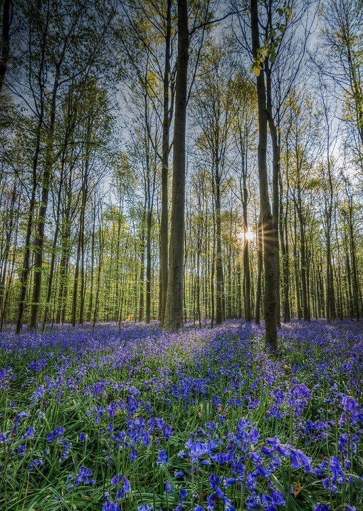 Халлербос – синий лес в Бельгии
