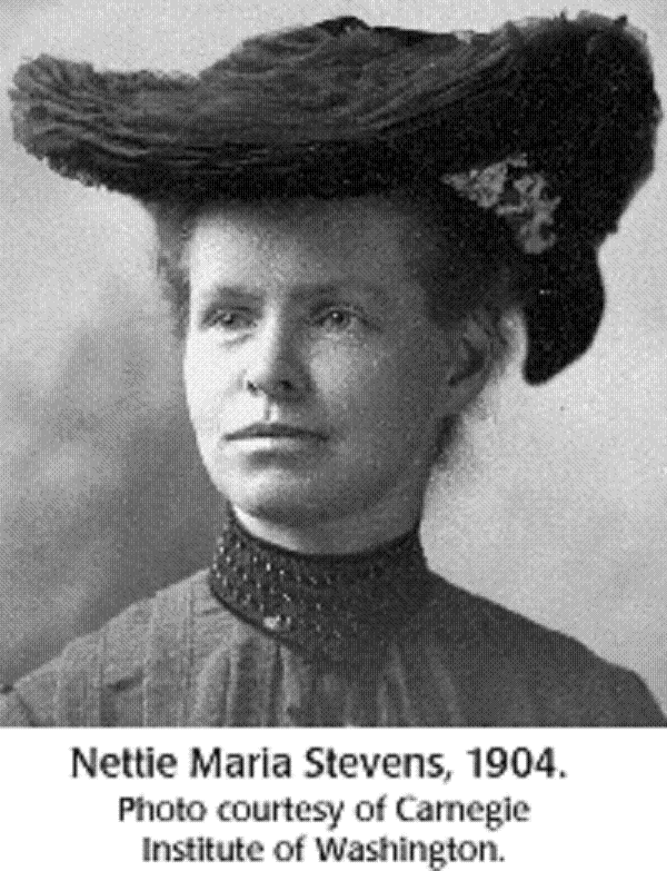 4. Нетти Стивенс (1861 – 1912)
