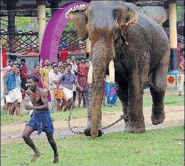 Слон погнался за индусом чтобы растоптать, но уперся бивнями в землю, и у парня появилось время на спасение