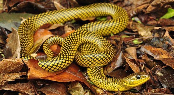 4. Золотая змея (Chrysopelea ornata).